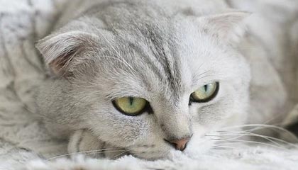 AYX SPORTS-赛季末价格：季后赛门票涨价的背后玄机，季后赛买票