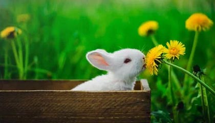 爱游戏app下载-阿贾克斯成功逆转，逆袭击败罗马，阿贾克斯vs罗马历史战绩